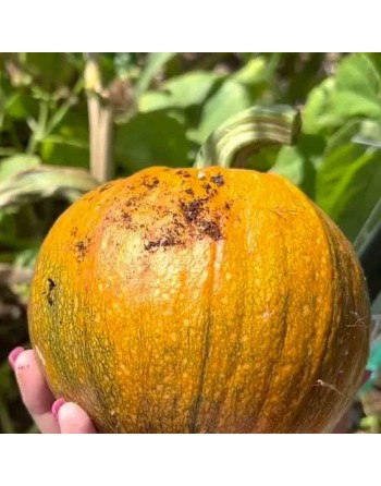 Small Sugar Pie Pumpkin Seeds - [ Shop Canadian Seeds Online ]  - Pumpkin - 