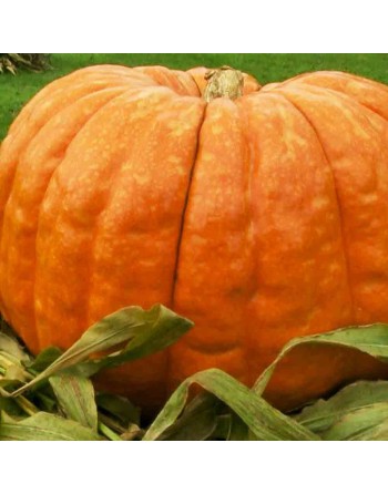 Connecticut Field Large Pumpkin Seeds, Jack-O-Lantern Type - [ Shop Canadian Seeds Online ]  - Pumpkin - 