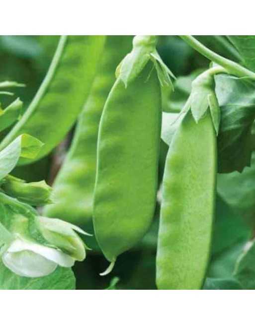 Oregon Snow Pea Pods - [ Shop Canadian Seeds Online ]  - Bean/Pea - 