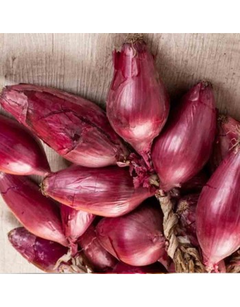 Rossa di Tropea Italian Elongated Red Onion, Torpedo Onion Seeds, Calabrese - [ Shop Canadian Seeds Online ]  - Onion - 