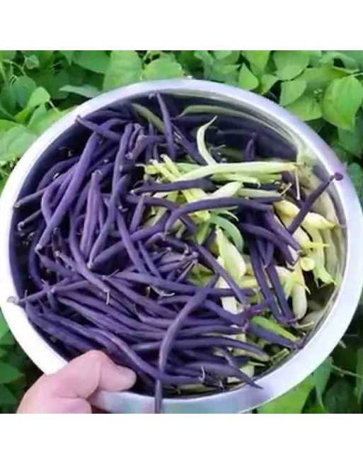 Blauhilde Purple Stringless Pole Bean - [ Seed2Go - Canada ] - VG-PPB - Bean & Pea