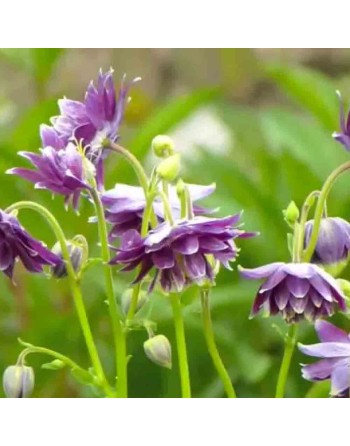 Aquilegia, Barlow Mix Flower - [ Shop Canadian Seeds Online ]  - Flower Seed - 