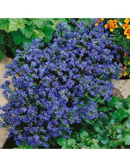 Forget Me Not, Blue Angel Flower - [ Seed2Go.ca ] - [Seed Packets] - Forget-Me-Not - 