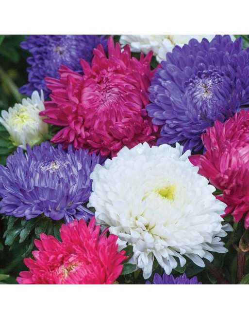 Aster, Milady Mix Flower - [ Garden Seeds, Seed2Go.ca] - VF-AML - Aster