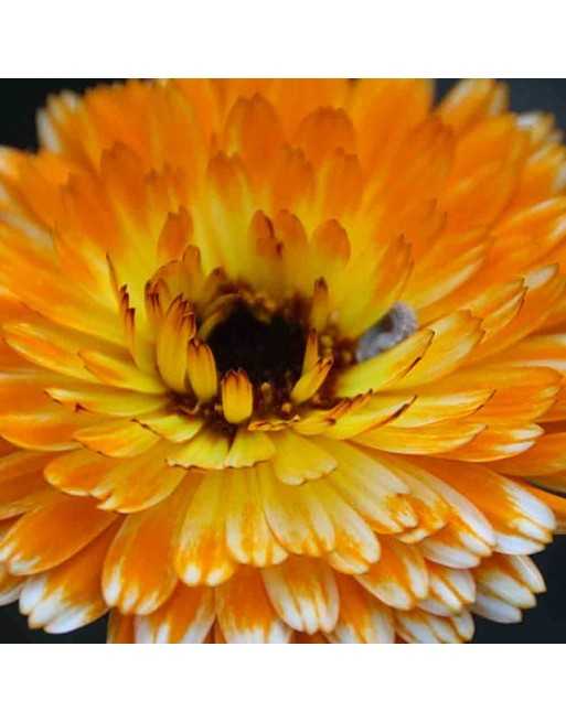 Calendula Daisy Flower - [ Garden Seeds, Seed2Go.ca] - VF-CAL - Flower Seed