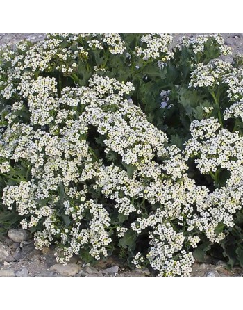 Alyssum, New Carpet of Snow Flower Seeds - [ Seed2Go.ca ] - [Seed Packets] - Flower Seed - 