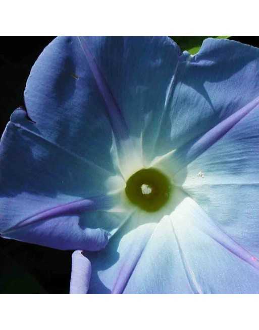 Morning Glory Heavenly Blue - [ Garden Seeds, Seed2Go.ca] - VF-MGB - Flower Seed