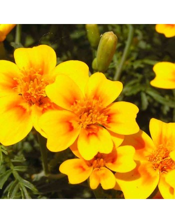 Marigold, Lemon Gem Flower - [ Seed2Go.ca ] - [Seed Packets] - Marigold - 