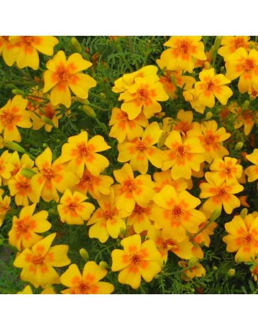 Marigold, Orange Gem Flower - [ Garden Seeds, Seed2Go.ca] - VF-OMG - Marigold