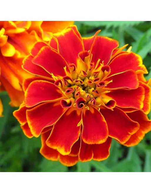 Marigold French Safari Mix Flower - [ Seed2Go.ca ] - [Seed Packets] - Marigold - 