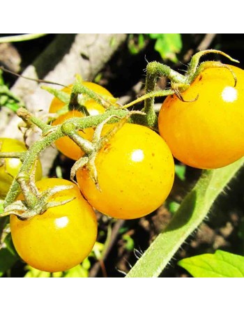 Galina's Yellow Cherry, Cherry Tomato, European, Siberia - [ Seed2Go - Canada ] - VT-GCT - Grape & Cherry Tomatoes