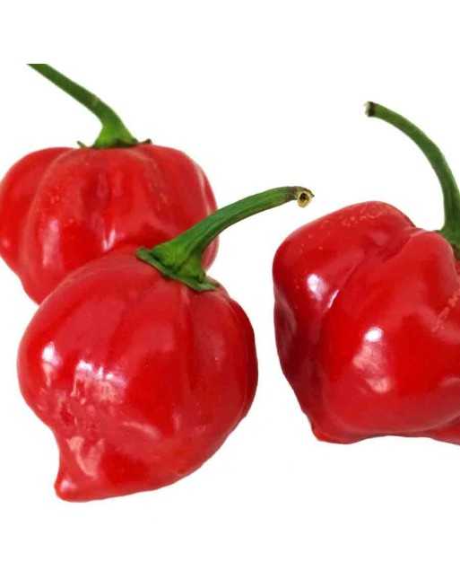 Giant Red Habanero Caribbean  Pepper Seeds - [ Shop Canadian Seeds Online ]  - Pepper Seeds - 