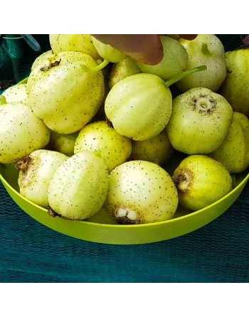 Crystal Apple Cucumber, Cucumber Seeds, Australia - [ Shop Canadian Seeds Online ]  - Cucumber - 