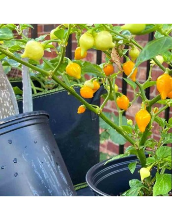 Biquinho Yellow Pepper, Brazil - [ Shop Canadian Seeds Online ]  - Pepper Seeds - 