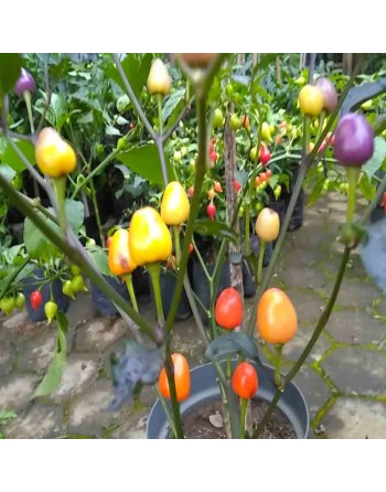 Bolivian Rainbow Pepper Seeds - [ Shop Canadian Seeds Online ]  - Pepper Seeds - 