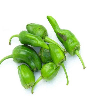 Padrón, Sweet Spanish, Pimientos de Padrón, Heirloom Pepper, Organic Pepper Seeds - [ Seed2Go.ca ] - [Seed Packets] - Pepper See