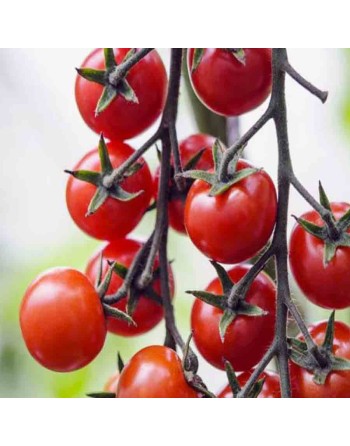 Gardener's Delight, Organic, Cherry Tomato Seeds, German - [ Seed2Go.ca ] - [Seed Packets] - Tomato Seeds - 