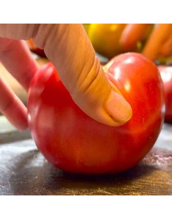 German Johnson Tomato Seeds, Mennonite Heirloom - [ Shop Canadian Seeds Online ]  - Tomato Seeds - 