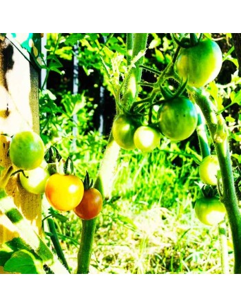 Roma Sweetie Cherry Tomato Seeds, High Sugar Red Cherry, North American Heirloom - [ Shop Canadian Seeds Online ]  - Grape & Che