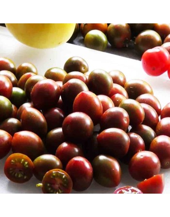 Chocolate Cherry Tomato Seeds, Organic, Black Cherry - [ Seed2Go.ca ] - [Seed Packets] - Grape & Cherry Tomatoes - 