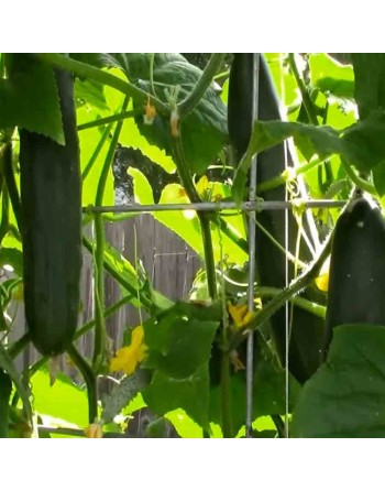 Marketmore 70 Long Pickling Cucumber Seeds - [ Shop Canadian Seeds Online ]  - Cucumber - 
