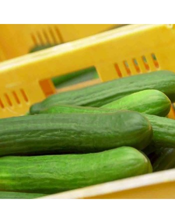 Premium English Telegraph, Long Pickling Cucumber Seeds - [ Shop Canadian Seeds Online ]  - Cucumber - 