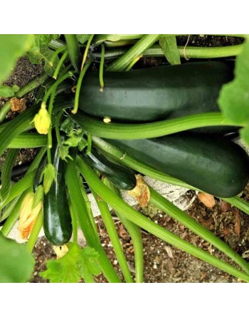 Dark Green Zucchini Seeds, Summer Squash - [ Shop Canadian Seeds Online ]  - Zucchini - 