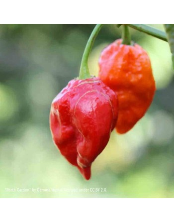 Red Ghost Pepper, Bhut Jolokia Pepper Seeds - [ Seed2Go.ca ] - [Seed Packets] - Pepper Seeds - 