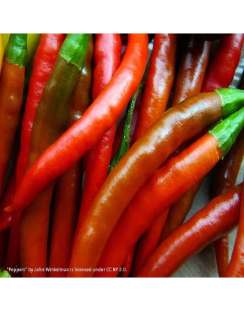 Wildcat Cayenne Chili F1 Hot Pepper, Cayenne Piccante, Peperoncino Piccante Di Cayenna, Pepper Seeds - [ Seed2Go.ca ] - [Seed Pa