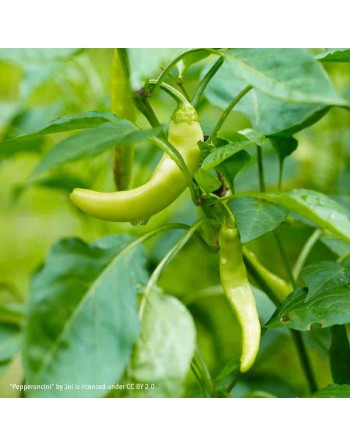 Pepperoncini Golden Greek Pepper, Mild Hot Pepper Seeds - [ Shop Canadian Seeds Online ]  - Pepper Seeds - 