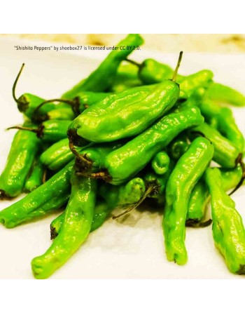 Shishito Oriental Japanese Sweet Pepper, Popular Japanese Frying Vegetable Pepper Seeds - [ Shop Canadian Seeds Online ]  - Pepp
