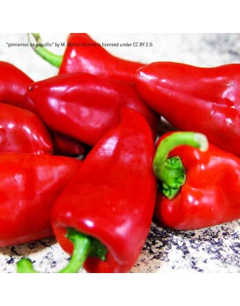 Piquillo Spanish Sweet Pepper, Little Beaks, Spicy & Sweet, Northern Spain Pepper Seeds - [ Shop Canadian Seeds Online ]  - Pepp