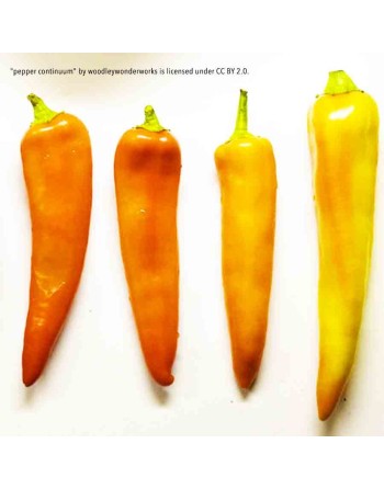 Aji Amarillo Pepper, Chili, Mango, Peru, Mild Pepper Seeds - [ Shop Canadian Seeds Online ]  - Pepper Seeds - 