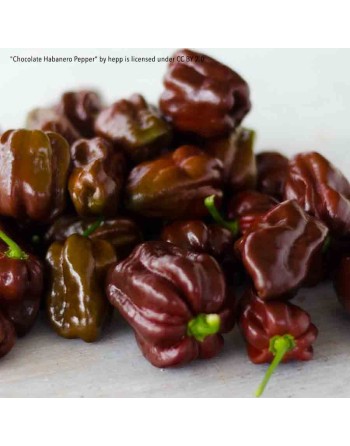 Caribbean Black Congo Habanero Chocolate Pepper Seeds - [ Shop Canadian Seeds Online ]  - Pepper Seeds - 