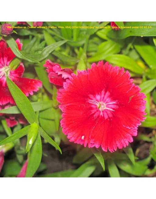 Sweet William Flower - [ Seed2Go.ca ] - [Seed Packets] - Flower Seed