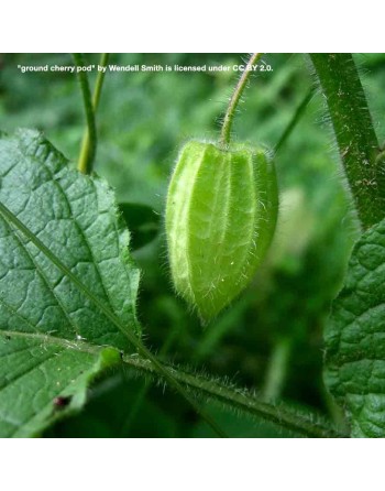 Uchuva Yellow Ground Cherry, Peru, Heirloom - [ Seed2Go.ca ] - [Seed Packets] - Ground Cherry - 