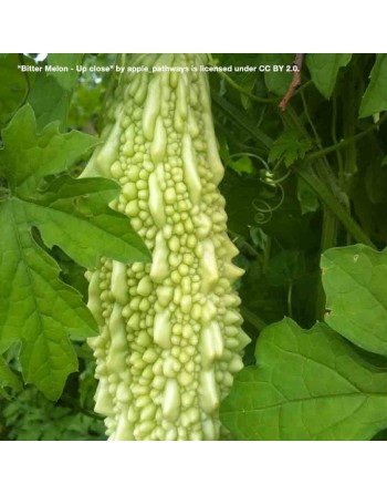 Spiked Bitter Melon, Bitter Gourd, Malabar Long F1, Balsam Pear, Spiked, Teea, Great for Diabetics - [ Shop Canadian Seeds Onlin