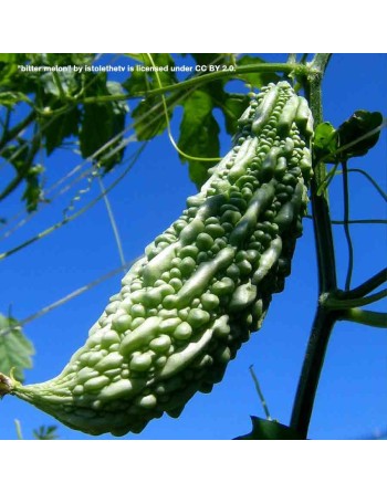 Spiked Bitter Melon, Bitter Gourd, Malabar Long F1, Balsam Pear, Spiked, Teea, Great for Diabetics - [ Shop Canadian Seeds Onlin