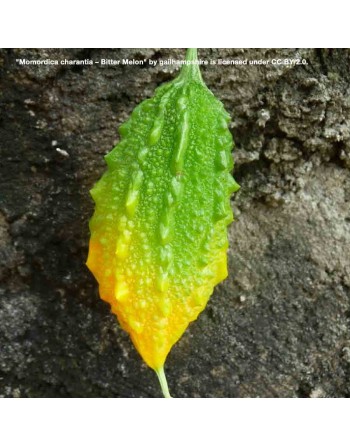 Spiked Bitter Melon, Bitter Gourd, Malabar Long F1, Balsam Pear, Spiked, Teea, Great for Diabetics - [ Shop Canadian Seeds Onlin