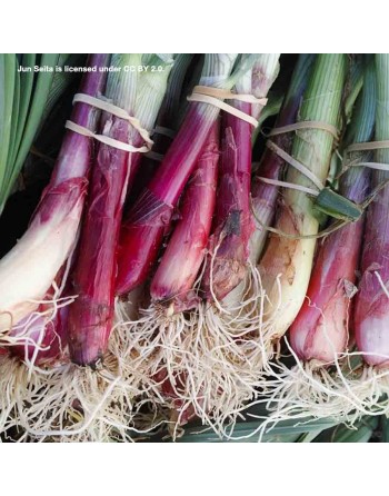 Red Baron Bunching Onion, Organic Onion Seeds - [ Shop Canadian Seeds Online ]  - Onion - 