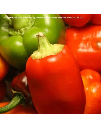 Round Pimento, Spanish, Sweet Pepper, Spain, Stuffing Pepper, Pepper Seeds - [ Shop Canadian Seeds Online ]  - Pepper Seeds - 