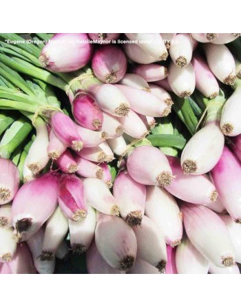Rossa di Tropea Italian Elongated Red Onion, Torpedo Onion Seeds, Calabrese - [ Shop Canadian Seeds Online ]  - Onion - 