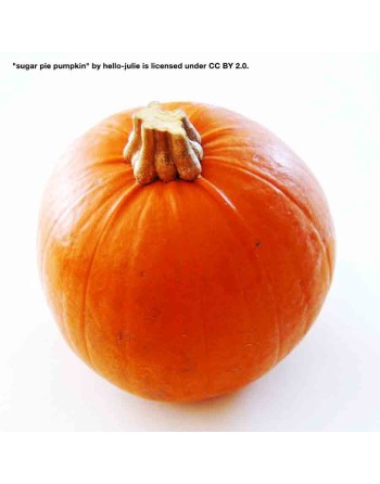 Small Sugar Pie Pumpkin Seeds - [ Shop Canadian Seeds Online ]  - Pumpkin - 