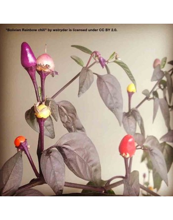Bolivian Rainbow Pepper Seeds - [ Shop Canadian Seeds Online ]  - Pepper Seeds - 