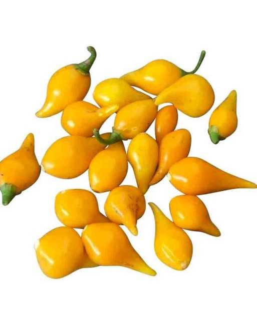 Biquinho Yellow Pepper, Brazil - [ Shop Canadian Seeds Online ]  - Pepper Seeds - 