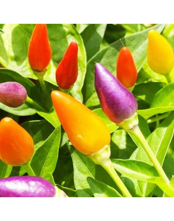 Bolivian Rainbow Pepper Seeds - [ Shop Canadian Seeds Online ]  - Pepper Seeds - 