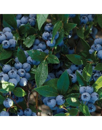 Blueberry Fruit, Low Bush Type, Native, Blueberry Seeds - [ Seed2Go.ca ] - [Seed Packets] - Blueberry - 