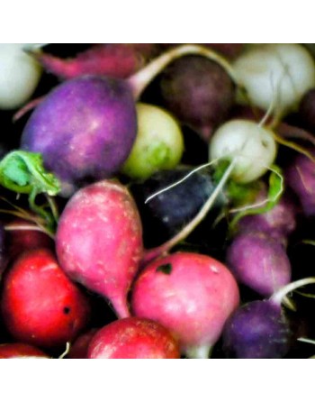 Easter Egg Radish Mixture Seeds, Red, White, Rose, Purple, Bi-Color - [ Shop Canadian Seeds Online ]  - Radish - 