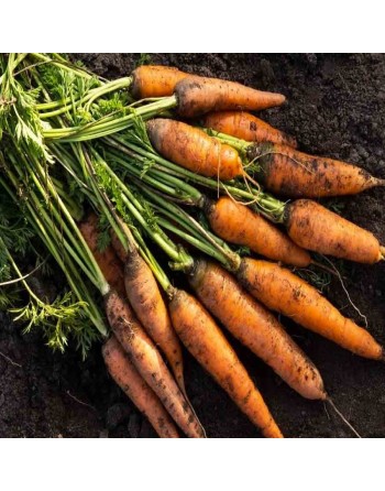 Amsterdam 2 Maxi Solo, Baby Carrot, Dutch, Coreless Carrot Seeds - [ Shop Canadian Seeds Online ]  - Carrot - 