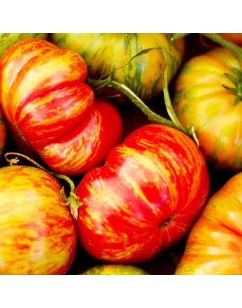 German Johnson Tomato Seeds, Mennonite Heirloom - [ Shop Canadian Seeds Online ]  - Tomato Seeds - 